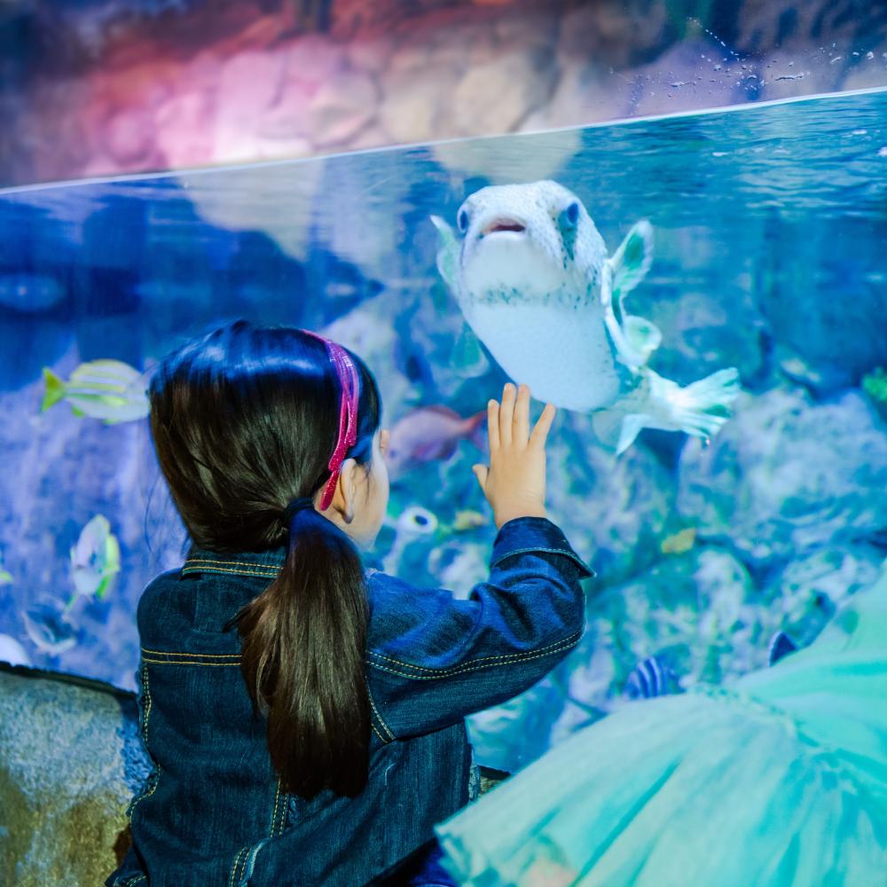A little girl puts her palm up to a glass, which holds a fish